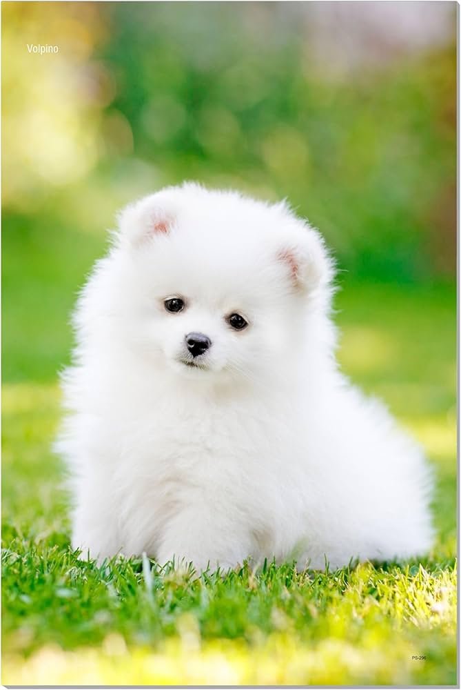 71y8gJESv-L._AC_UF894,1000_QL80_